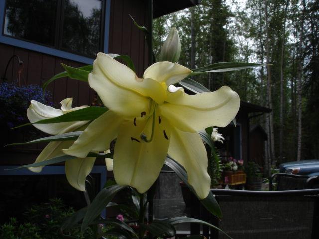 Photo of Lily (Lilium 'Big Brother') uploaded by chocolatemoose