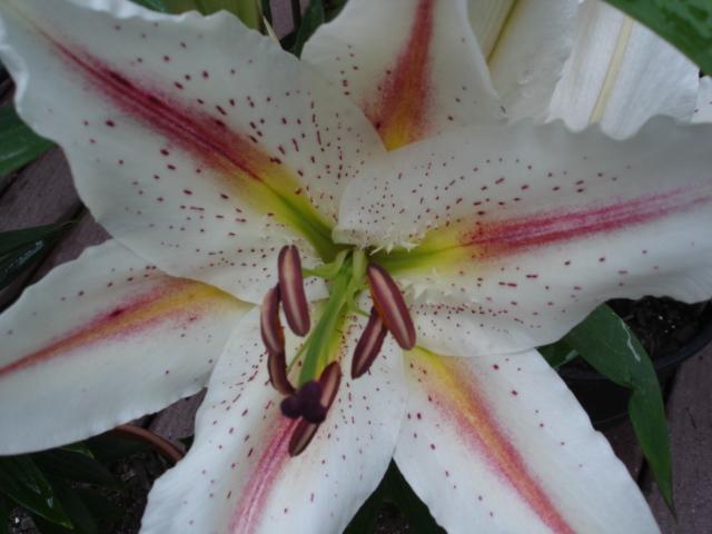 Photo of Lilies (Lilium) uploaded by chocolatemoose