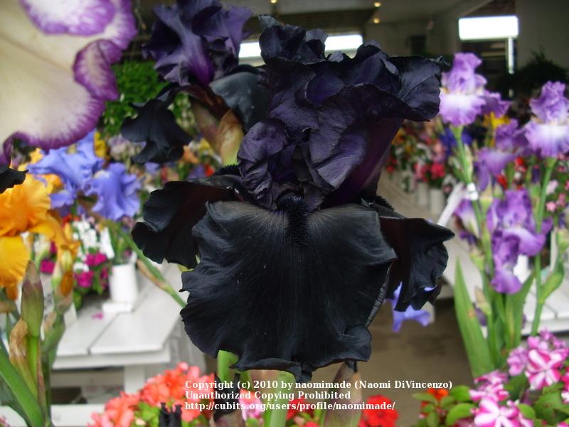 Photo of Tall Bearded Iris (Iris 'Black Is Black') uploaded by naomimade