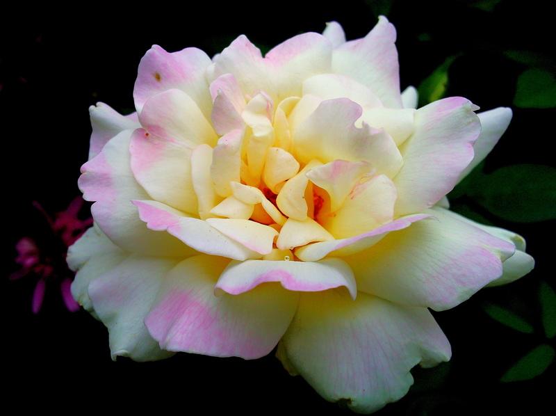 Photo of Hybrid Tea Rose (Rosa 'Garden Party') uploaded by Tex68