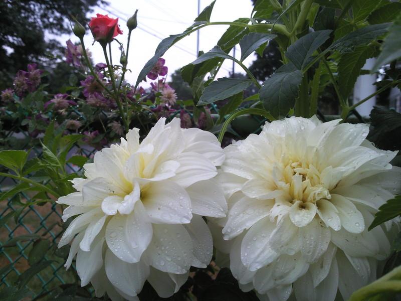 Photo of Dahlia 'Sterling Silver' uploaded by Tex68
