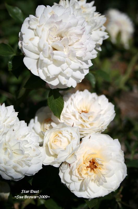 Photo of Rose (Rosa 'Star Dust') uploaded by Calif_Sue