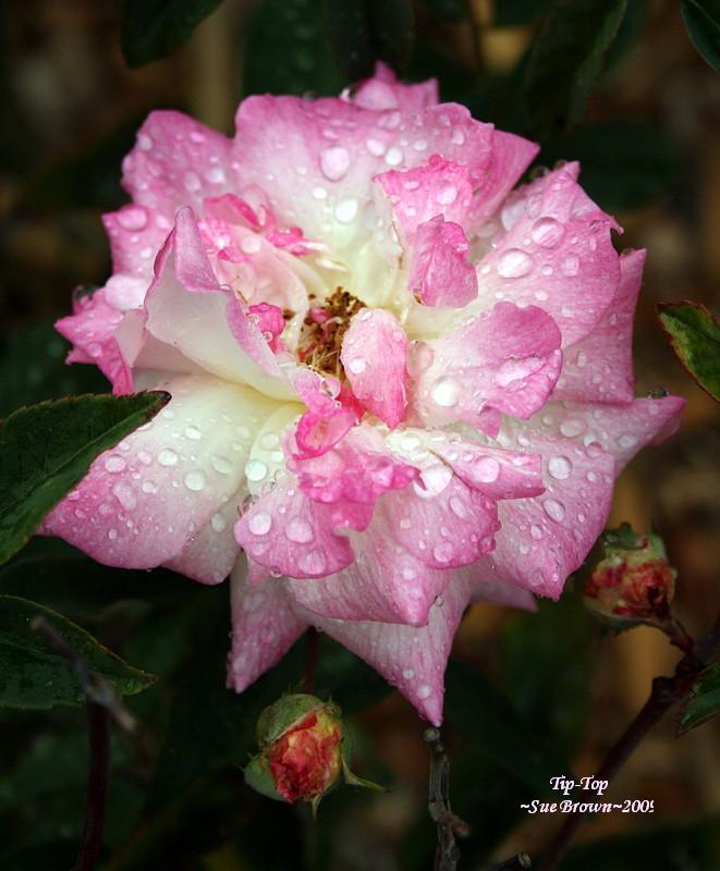 Photo of Rose (Rosa 'Tip-Top') uploaded by Calif_Sue