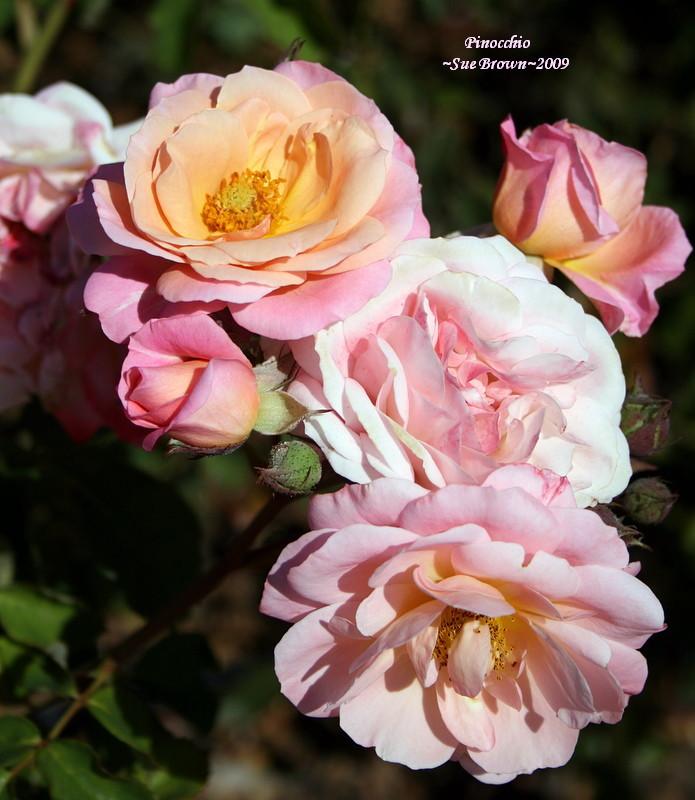 Photo of Rose (Rosa 'Pinocchio') uploaded by Calif_Sue
