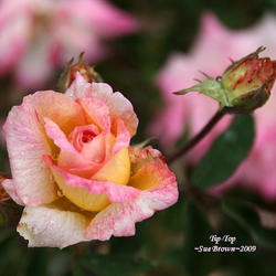 
San Jose Heritage Rose Garden