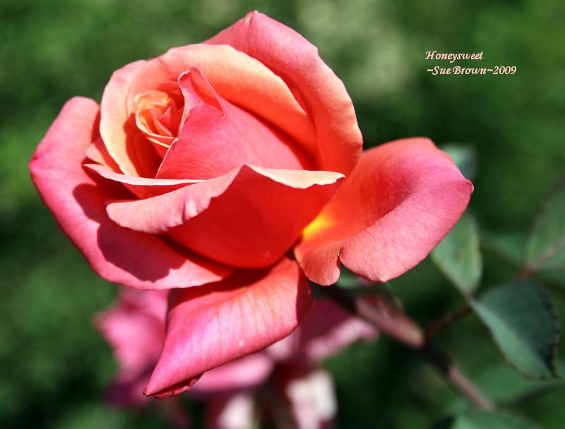 Photo of Rose (Rosa 'Honeysweet') uploaded by Calif_Sue