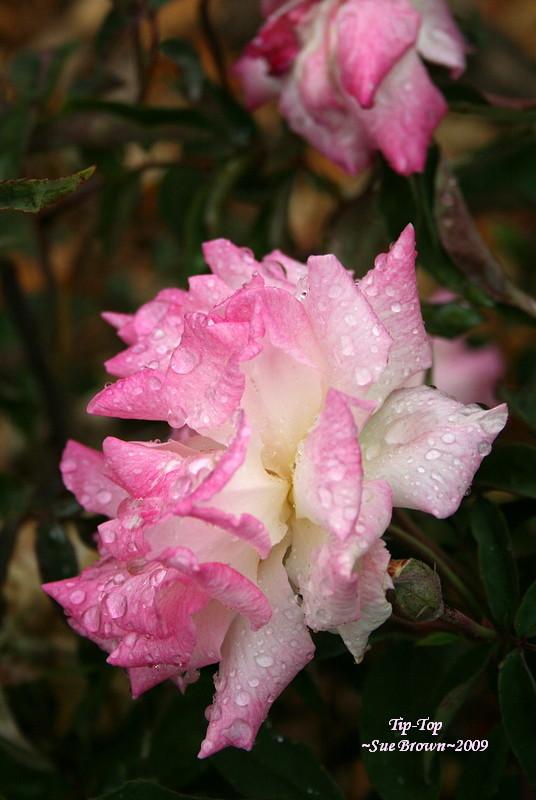 Photo of Rose (Rosa 'Tip-Top') uploaded by Calif_Sue