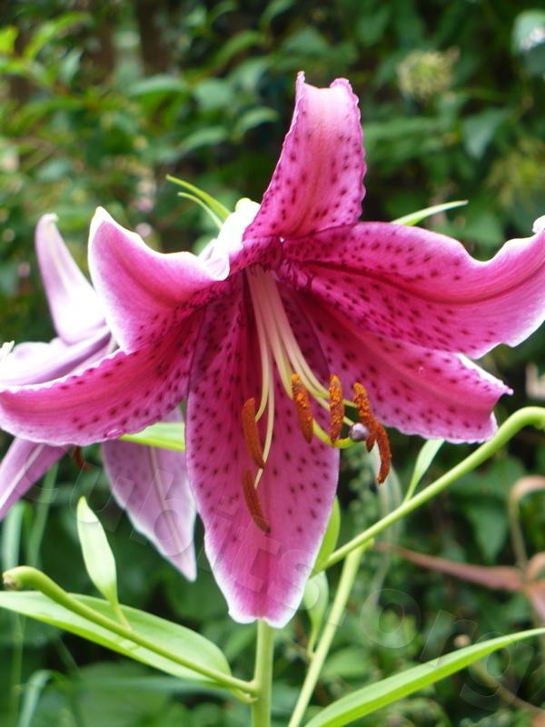 Photo of Lily (Lilium 'Sumatra') uploaded by magnolialover