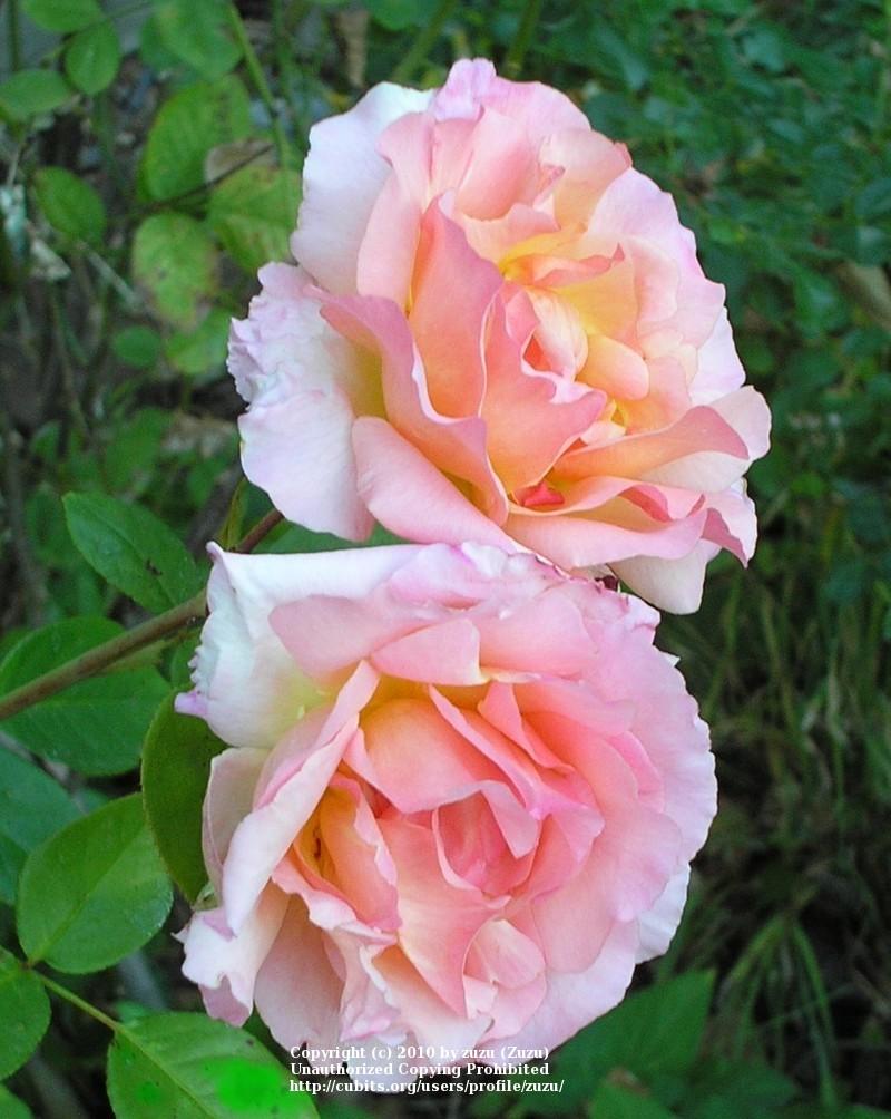 Photo of Climbing Hybrid Tea Rose (Rosa 'Compassion') uploaded by zuzu
