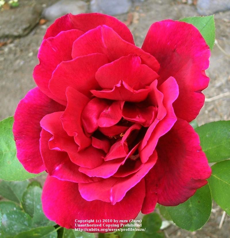 Photo of Rose (Rosa 'Chrysler Imperial') uploaded by zuzu