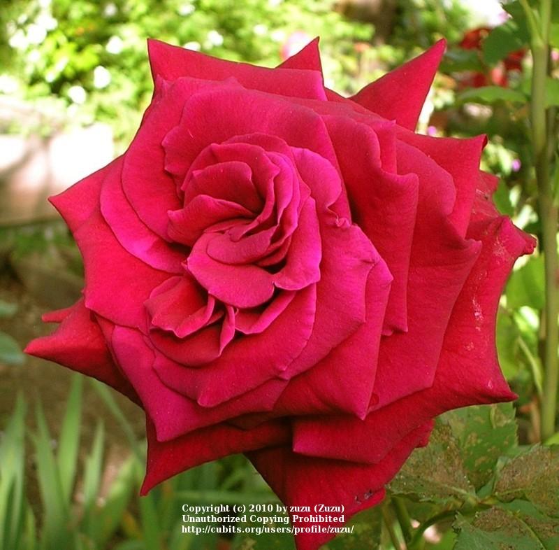 Photo of Rose (Rosa 'Christian Dior') uploaded by zuzu