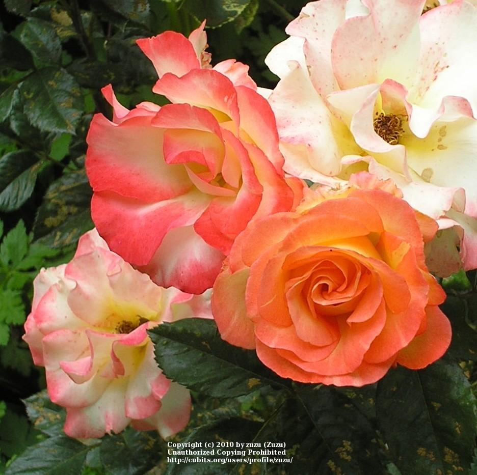 Photo of Rose (Rosa 'Chihuly') uploaded by zuzu