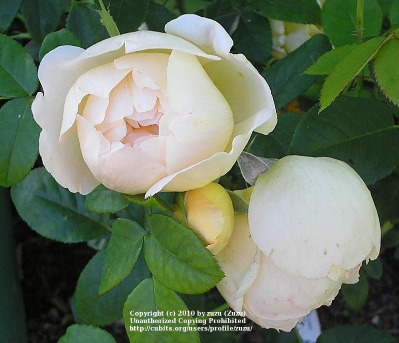 Photo of Rose (Rosa 'Comtes des Champagne') uploaded by zuzu