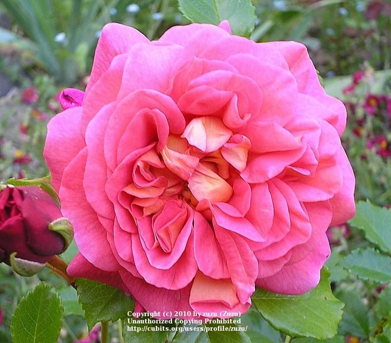 Photo of Rose (Rosa 'Christopher Marlowe') uploaded by zuzu