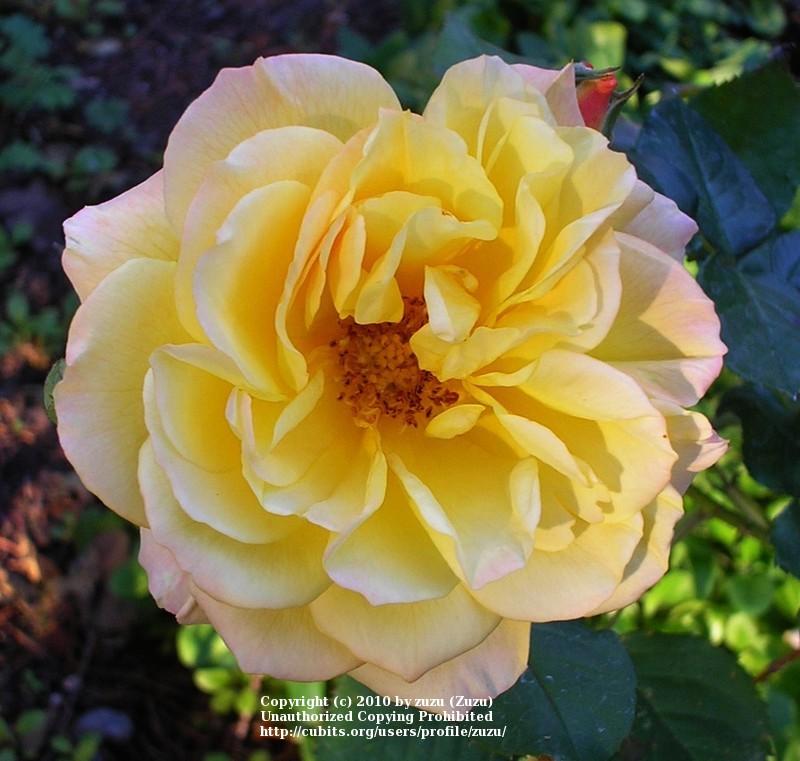 Photo of Rose (Rosa 'Circus') uploaded by zuzu
