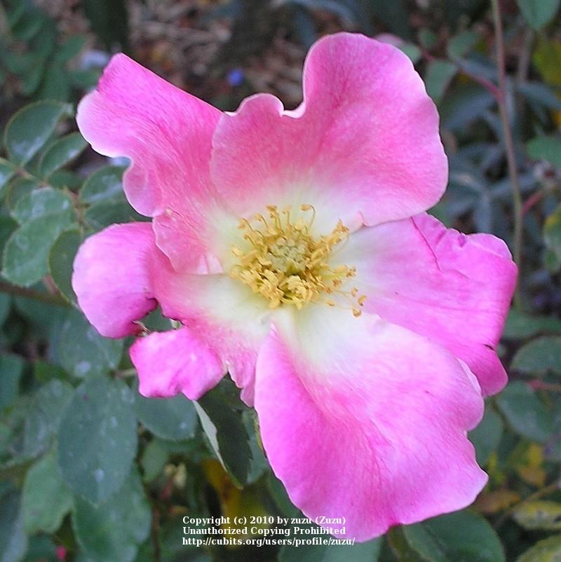 Photo of Rose (Rosa 'Dapple Dawn') uploaded by zuzu
