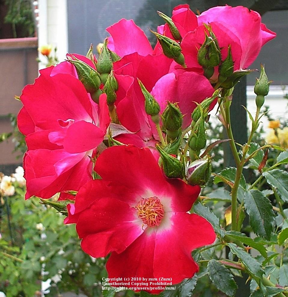 Photo of Shrub Rose (Rosa 'Dortmund') uploaded by zuzu