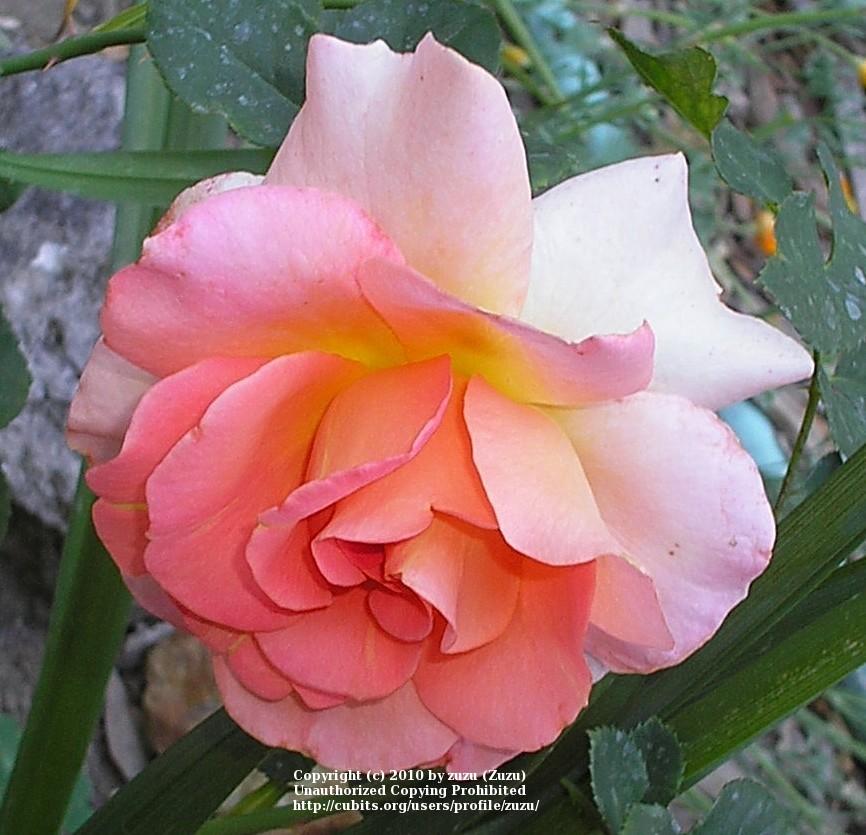 Photo of Rose (Rosa 'Meredith Bohls') uploaded by zuzu