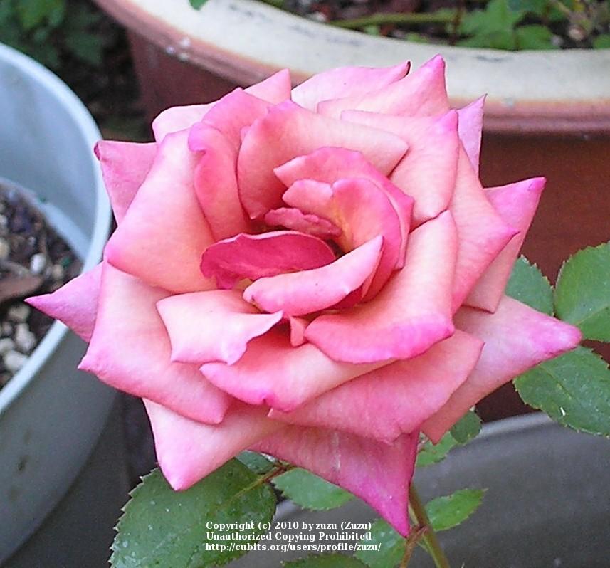 Photo of Rose (Rosa 'Memphis Cajun') uploaded by zuzu
