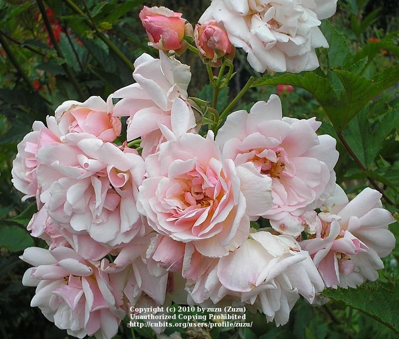 Photo of Hybrid Musk Rose (Rosa 'Felicia') uploaded by zuzu