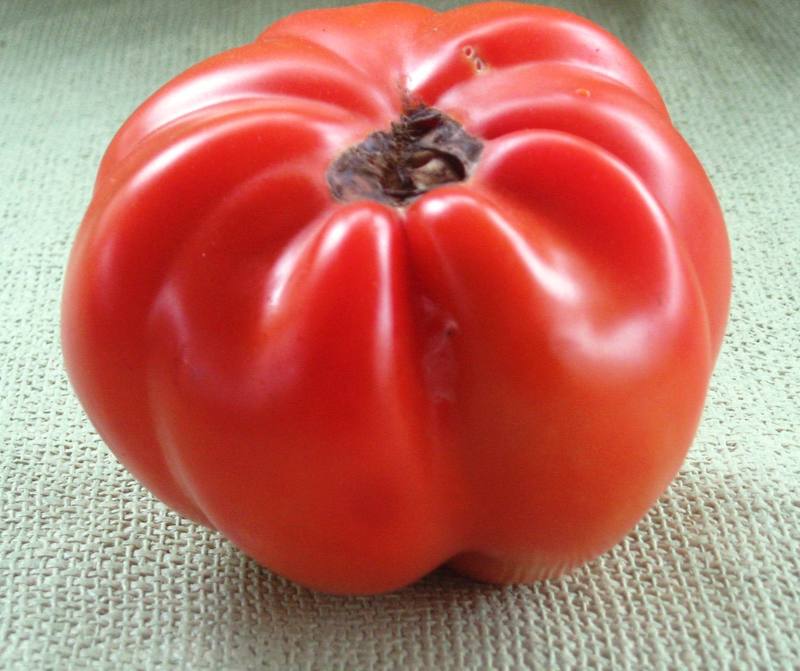 Photo of Tomato (Solanum lycopersicum 'Goldman's Italian-American') uploaded by paulgrow