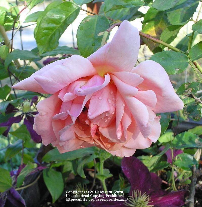 Photo of Rose (Rosa 'Duquesa de Penaranda, Cl.') uploaded by zuzu