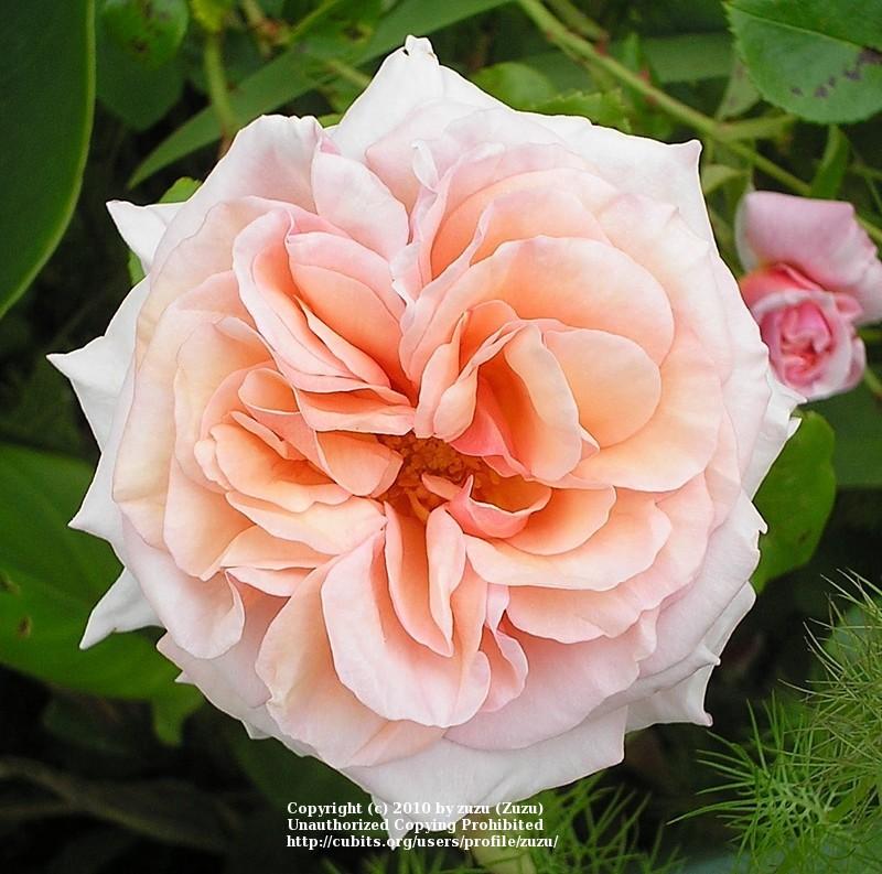 Photo of Rose (Rosa 'Dixieland Linda') uploaded by zuzu
