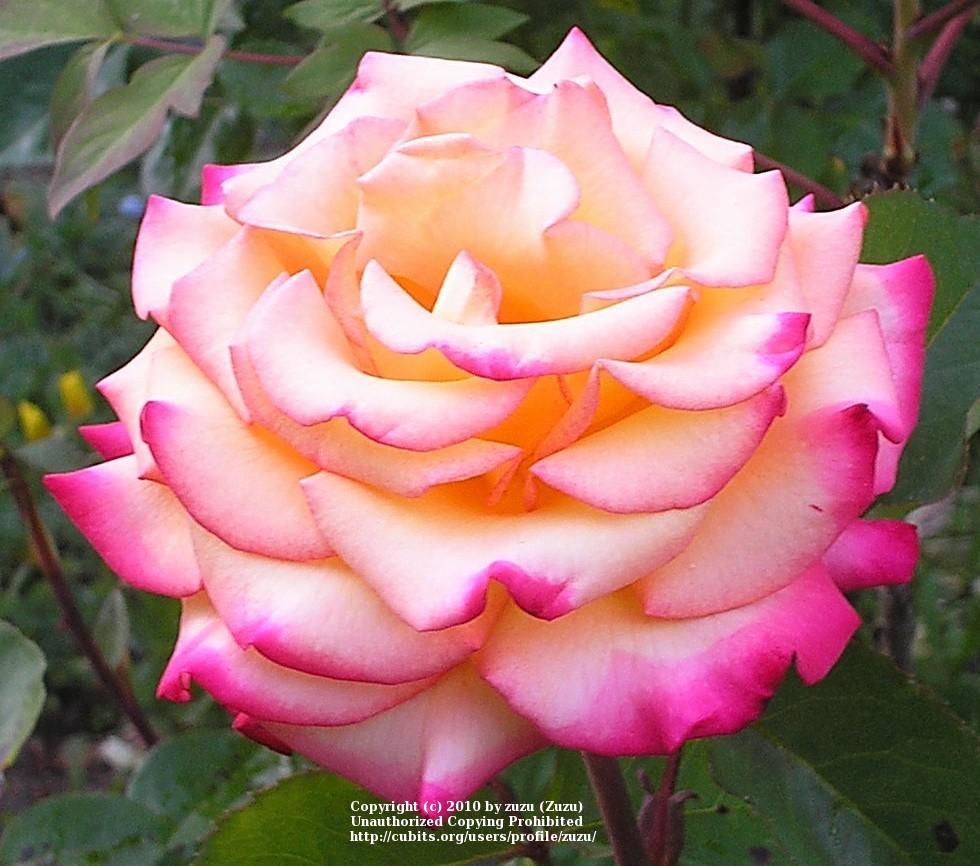 Photo of Rose (Rosa 'Dream Come True') uploaded by zuzu
