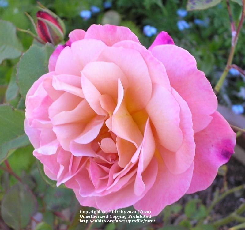 Photo of Rose (Rosa 'Distant Thunder') uploaded by zuzu
