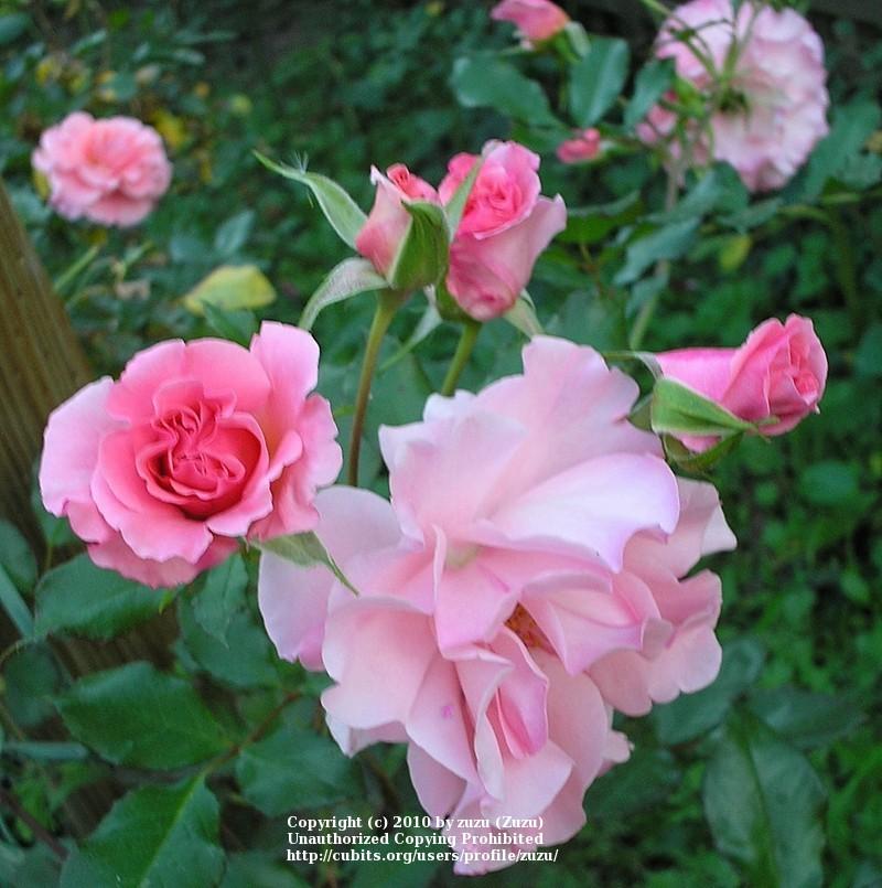Photo of Rose (Rosa 'Dream Weaver') uploaded by zuzu