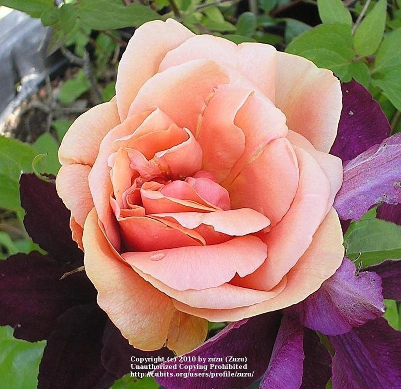 Photo of Rose (Rosa 'Duquesa de Penaranda, Cl.') uploaded by zuzu