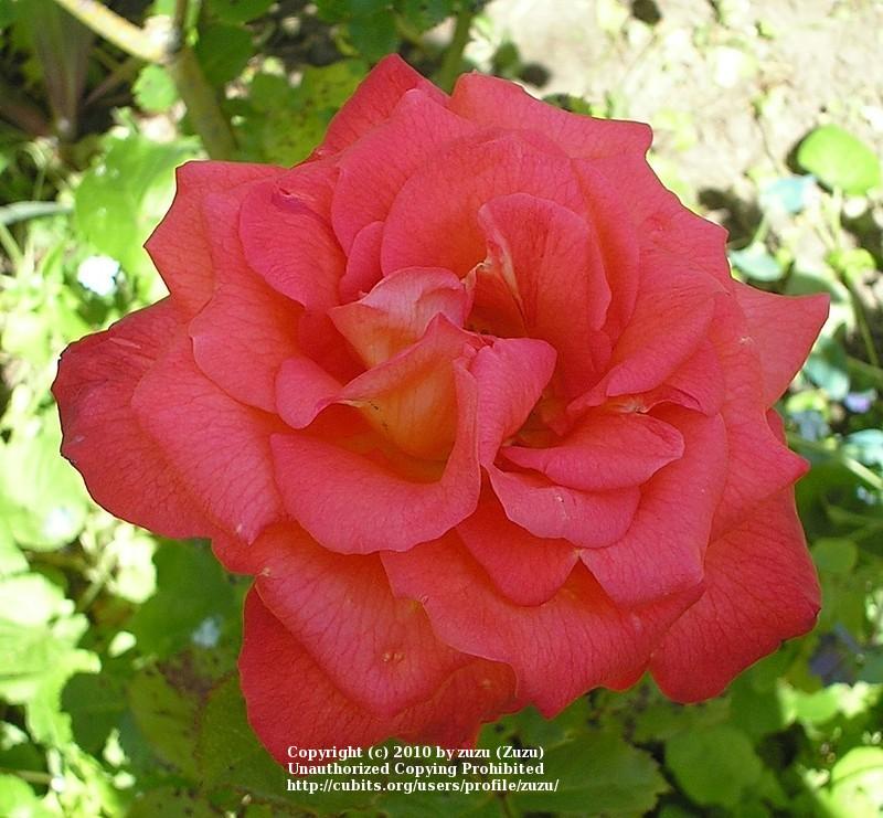 Photo of Rose (Rosa 'Dynasty') uploaded by zuzu