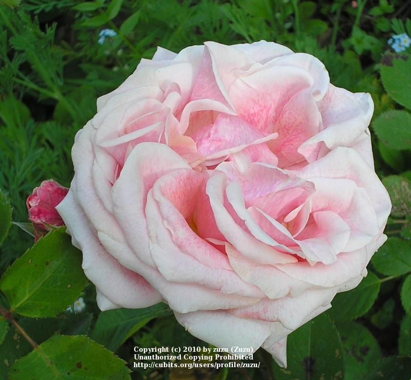 Photo of Rose (Rosa 'Dorcas') uploaded by zuzu