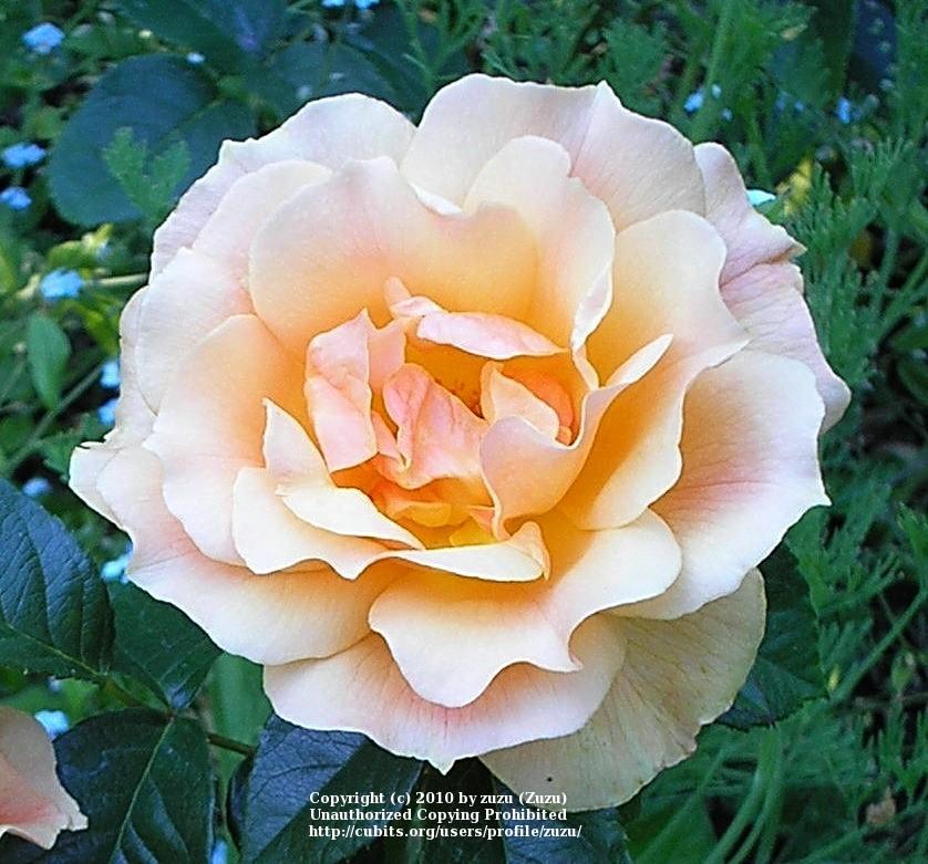 Photo of Rose (Rosa 'Easy Going') uploaded by zuzu