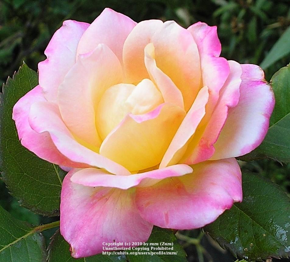 Photo of Rose (Rosa 'Aperitif') uploaded by zuzu