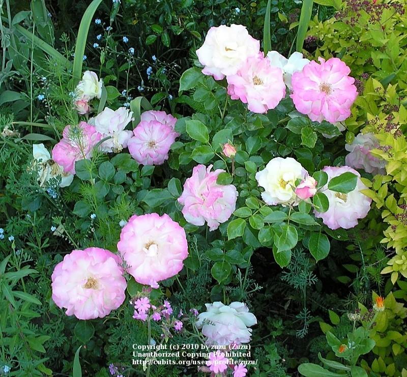 Photo of Rose (Rosa 'Easter Basket') uploaded by zuzu