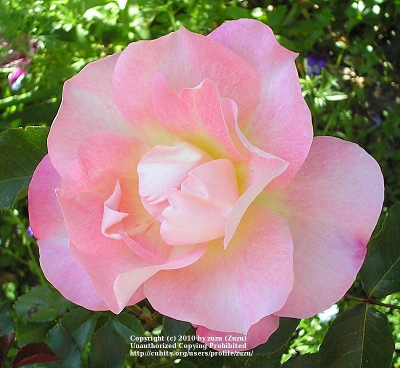 Photo of Rose (Rosa 'Eclipse') uploaded by zuzu