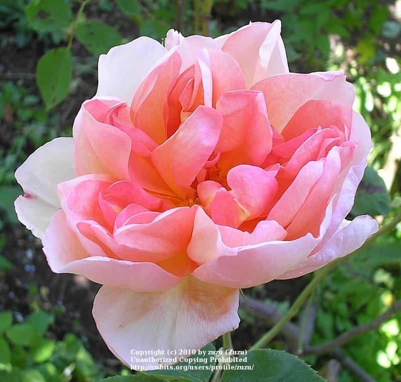 Photo of Rose (Rosa 'English Elegance') uploaded by zuzu