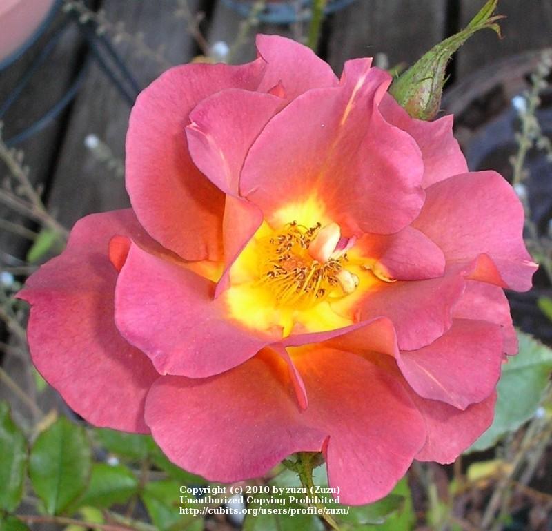 Photo of Rose (Rosa 'Edith Holden') uploaded by zuzu
