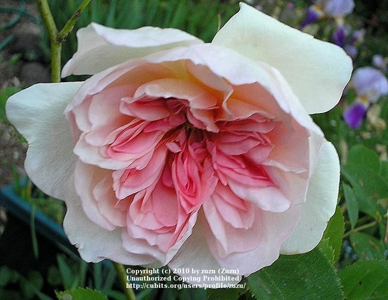 Photo of Rose (Rosa 'English Elegance') uploaded by zuzu
