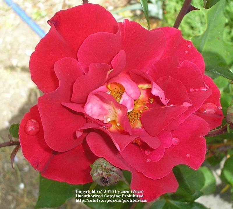 Photo of Rose (Rosa 'Emina') uploaded by zuzu