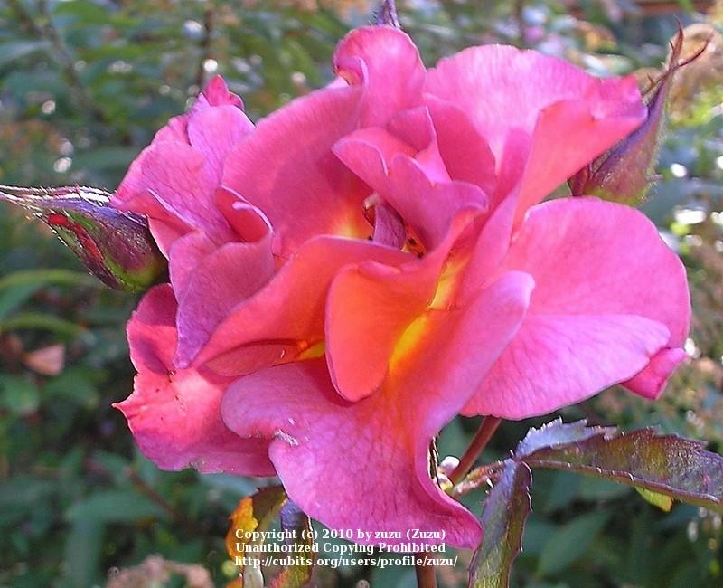 Photo of Rose (Rosa 'Edith Holden') uploaded by zuzu