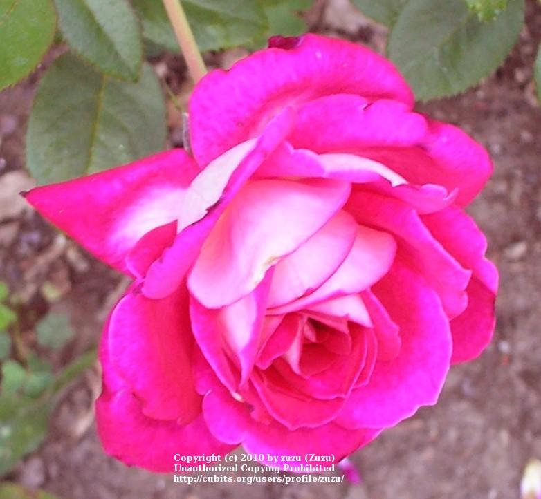 Photo of Rose (Rosa 'El Catala') uploaded by zuzu