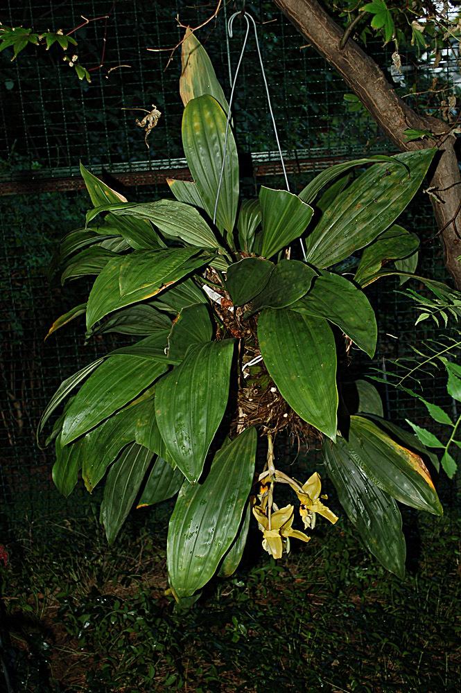 Photo of Orchid (Stanhopea wardii) uploaded by Ursula