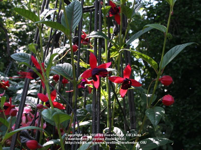 Photo of Fuchsia 'Lady Boothby' uploaded by floraSeeker_OR