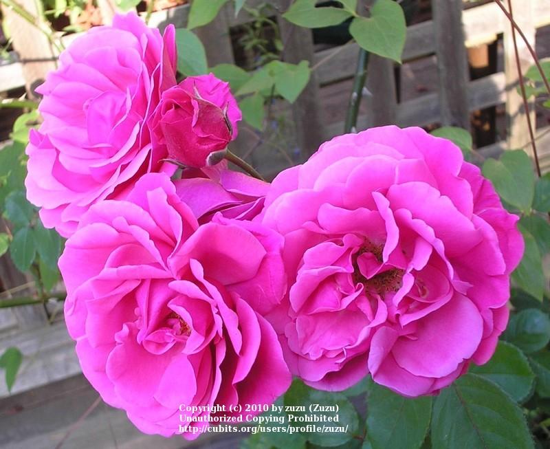 Photo of Rose (Rosa 'Etude') uploaded by zuzu