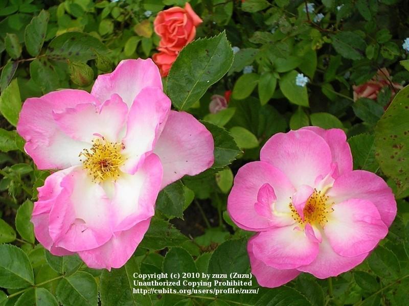 Photo of Rose (Rosa 'Escapade') uploaded by zuzu