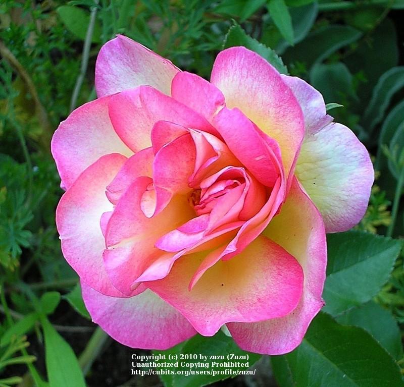 Photo of Rose (Rosa 'Fantastique') uploaded by zuzu