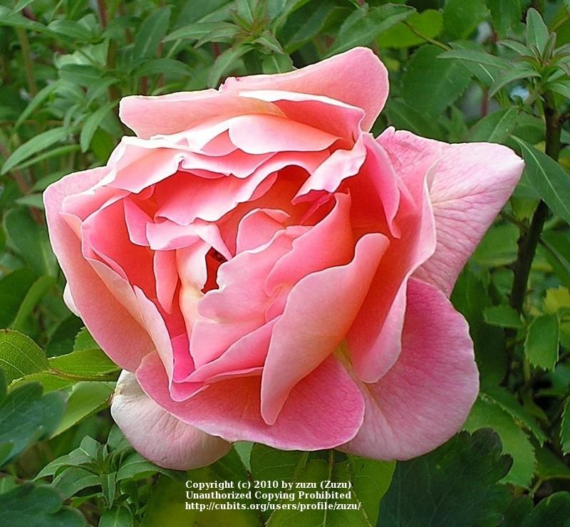 Photo of Rose (Rosa 'Federico Casas') uploaded by zuzu
