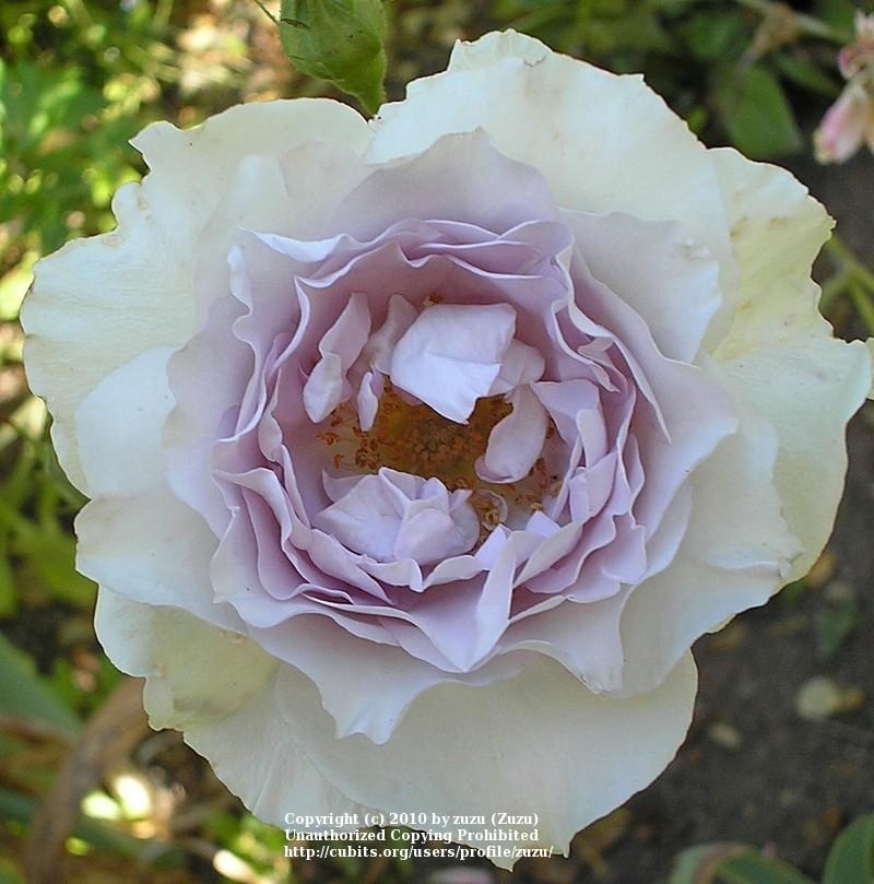 Photo of Rose (Rosa 'English Perfume') uploaded by zuzu